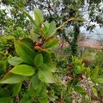 Rhamnus alaternus Fruitua