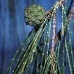 Casuarina equisetifolia Ffrwyth