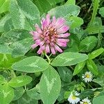 Trifolium medium Virág