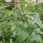 Atriplex sagittata Leaf