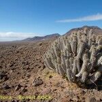 Euphorbia handiensis Habitat