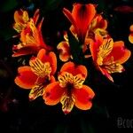 Alstroemeria aurea Flor