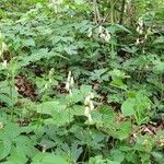 Aconitum lycoctonumCostuma