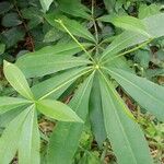 Alstonia boonei Leaf