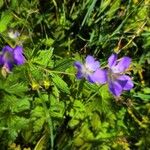 Geranium sylvaticumŽiedas