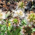 Hydrophyllum capitatum Flower