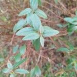 Hypericum patulum ഇല