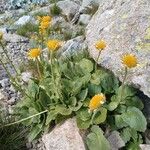 Doronicum grandiflorum Blad