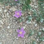 Spergularia purpurea Blüte