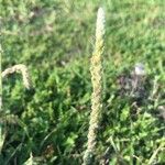 Plantago coronopus Fruit