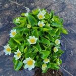 Caltha leptosepala 花
