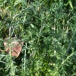 Matricaria discoidea Leaf