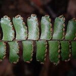 Adiantum vogelii Blatt