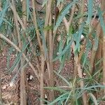 Convolvulus floridus Bark