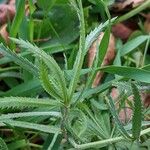 Achillea ptarmica Folha