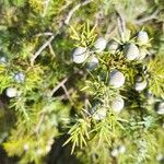Juniperus oxycedrus Fruct