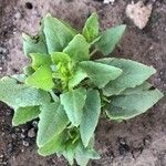 Patellifolia procumbens Blad