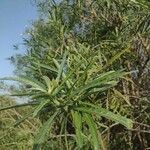 Convolvulus floridus Leaf