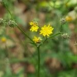 Crepis micrantha 花