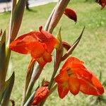 Gladiolus dalenii Blomst