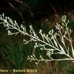 Thesium linophyllon अन्य