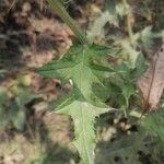 Cirsium mexicanum Levél