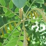 Amorpha fruticosa Leaf