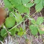 Centaurea diffusa Hoja