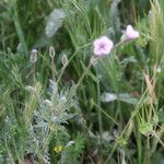 Erodium botrys Лист