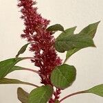 Amaranthus hybridus Fruit