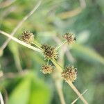 Cyperus difformis Λουλούδι