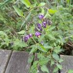 Solanum dulcamaraBloem