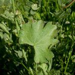 Sidalcea reptans List