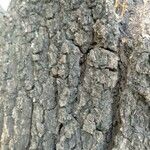 Quercus emoryi Bark