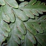 Pteris repens Blatt