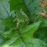 Solanum violaceum Leaf