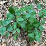 Rubus nigricans Leaf