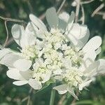 Orlaya grandiflora Цвят