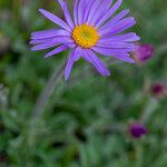 Aster alpinusFloare