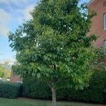 Syringa reticulata Habit