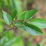 Sparrea gomphophylla Blatt