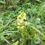 Pedicularis ascendens Flower