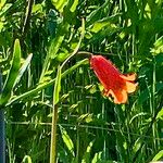 Fritillaria recurva