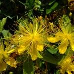 Hypericum sampsonii Květ