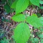 Rubus adscitus Folha