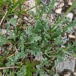 Achillea clavennae Fuelha