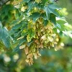 Acer tataricum Leaf