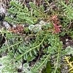 Veronica fruticans Foglia