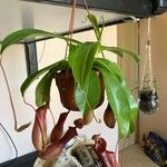 Nepenthes spp. موطن