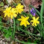 Narcissus assoanus Flower